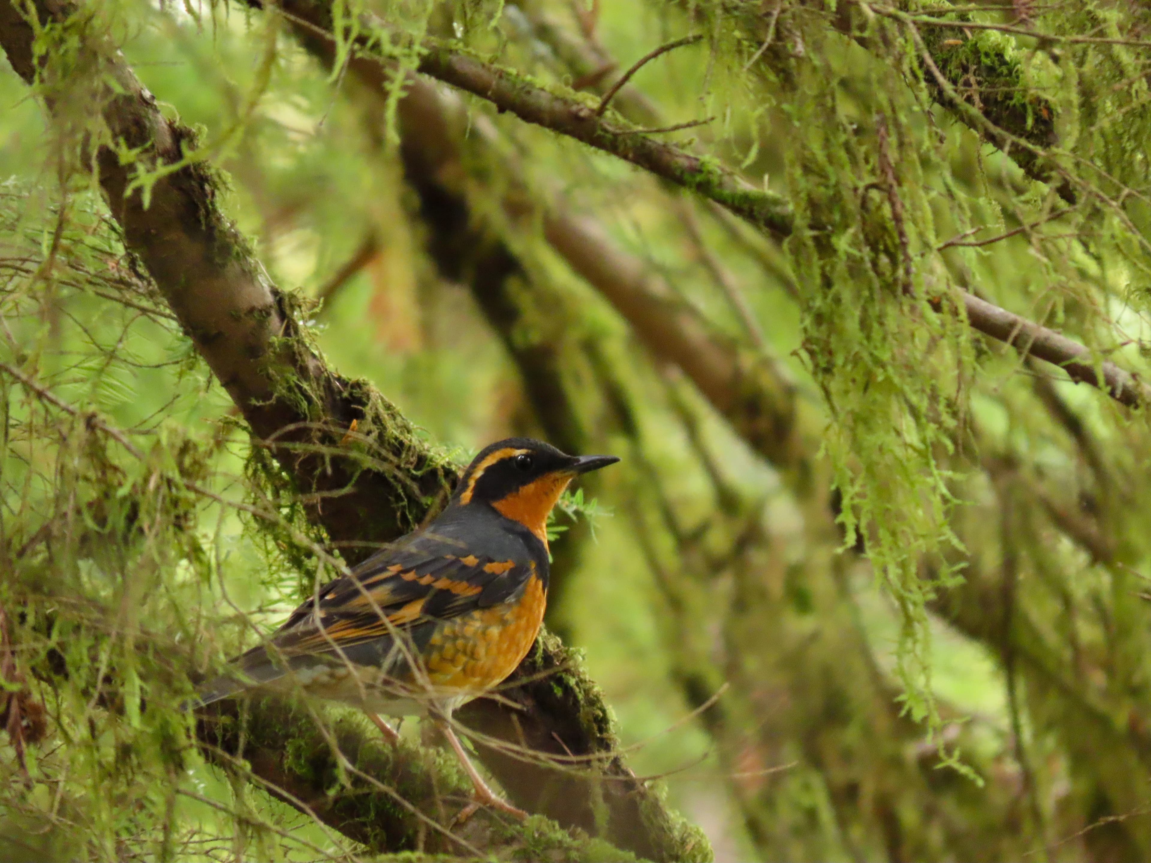 Varied Thrush in Northern California