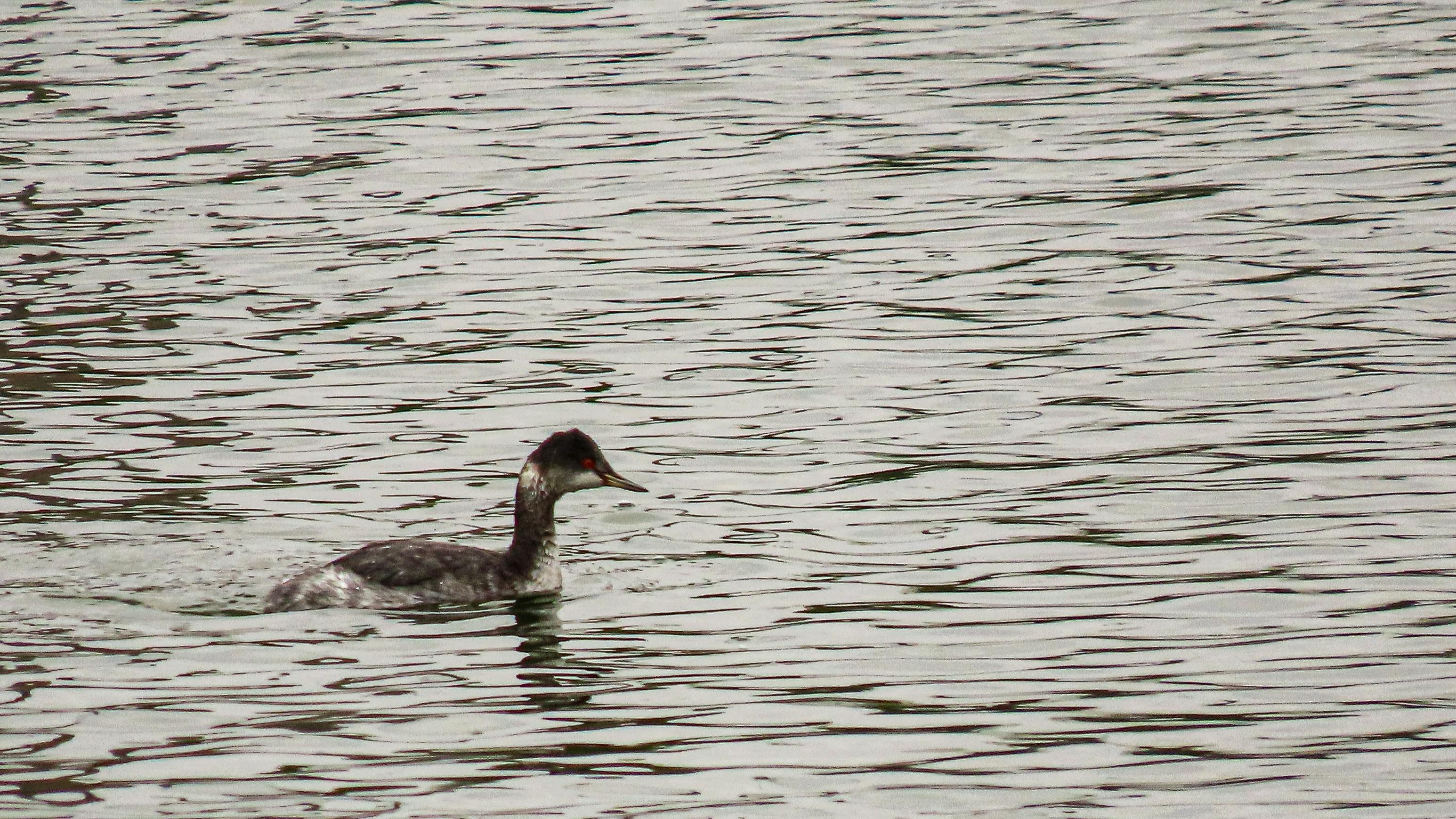 Eared Grebe in pond at Hornsby Bend