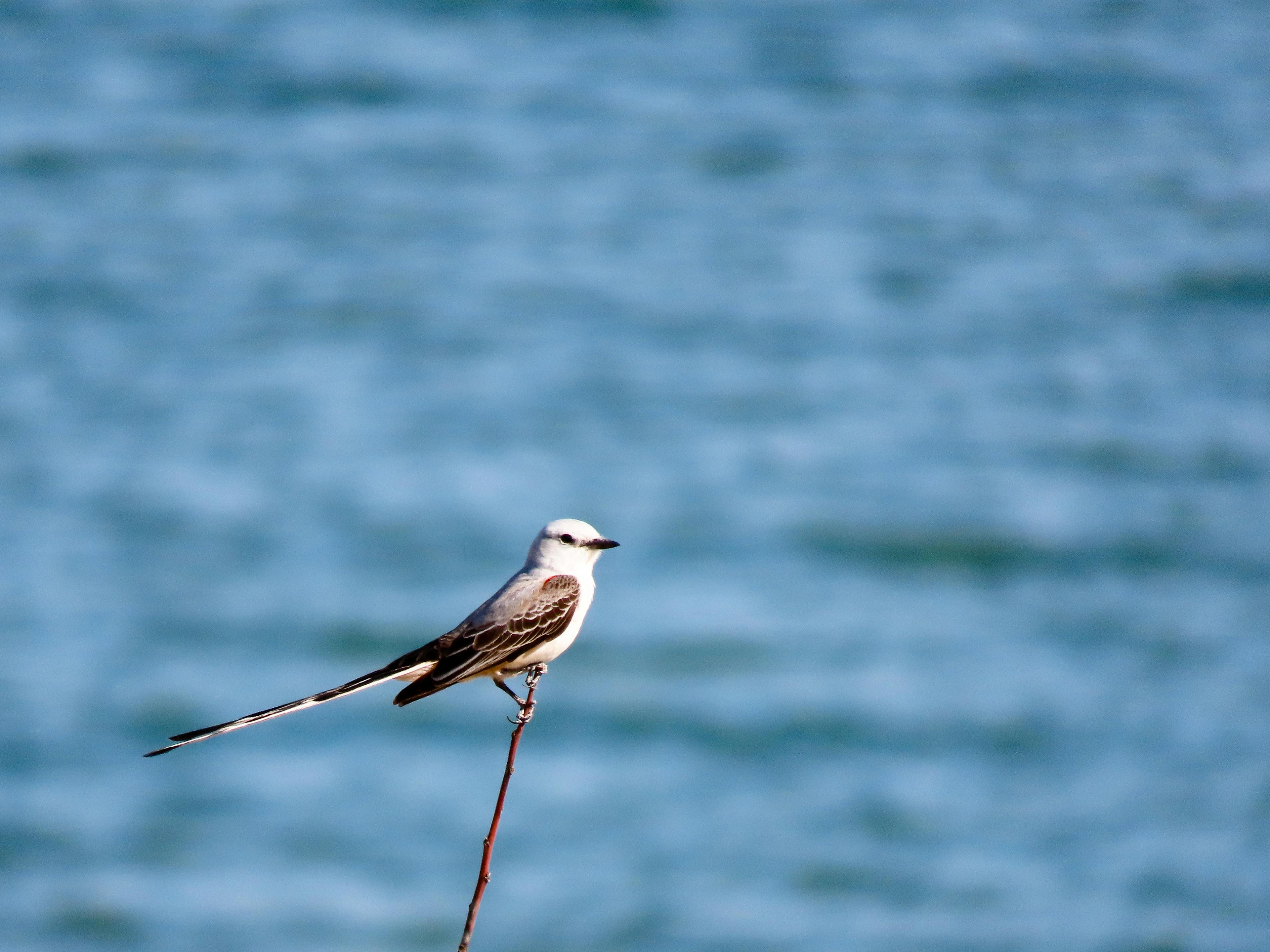 Scissor-tailed Flycatcher by water