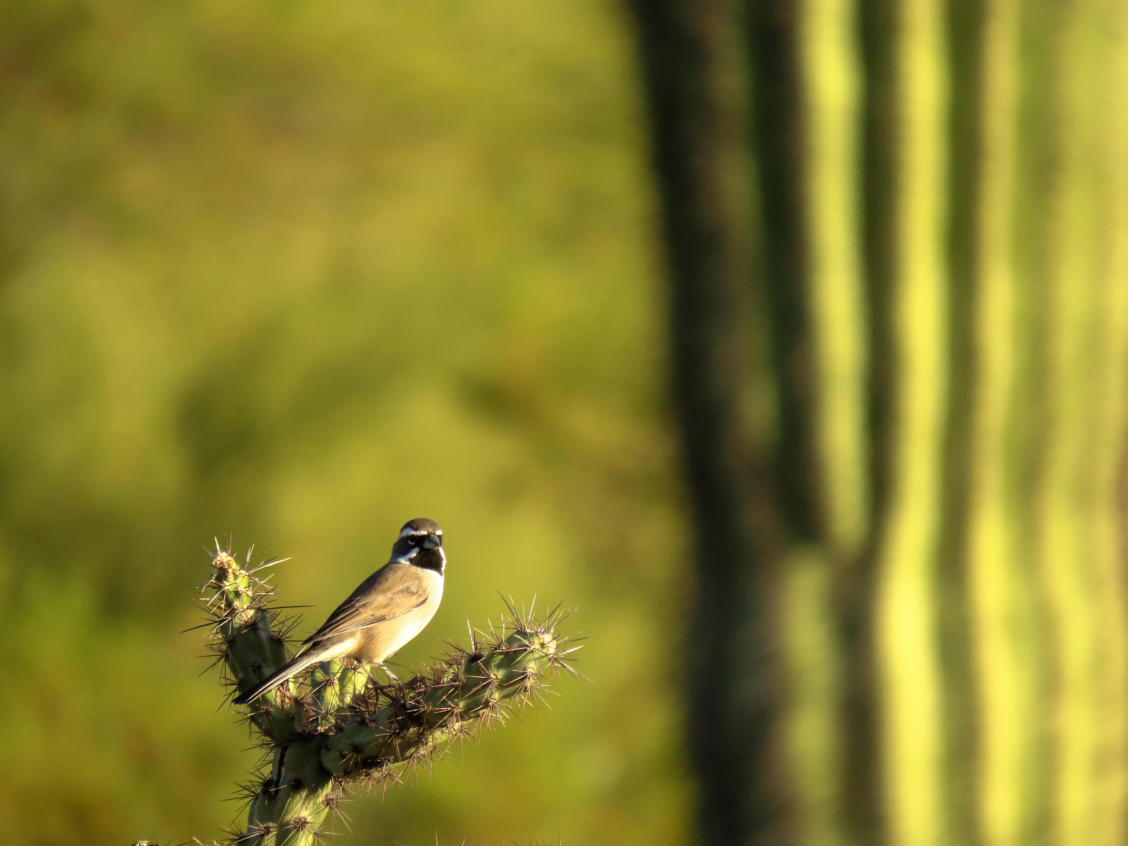 Black-throated Sparrow in Arizona