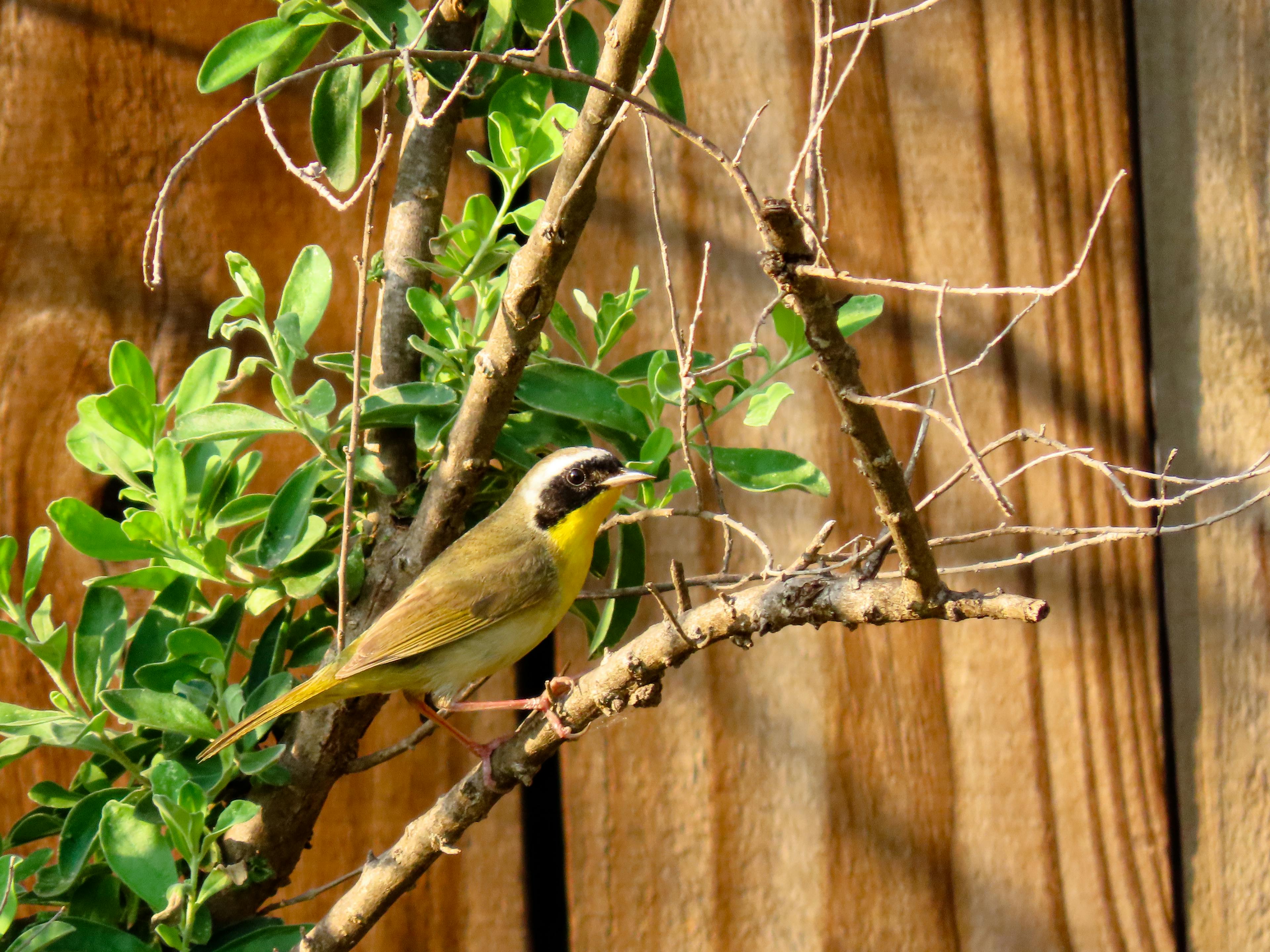 Common Yellowthroat in a sage bush in Central Texas