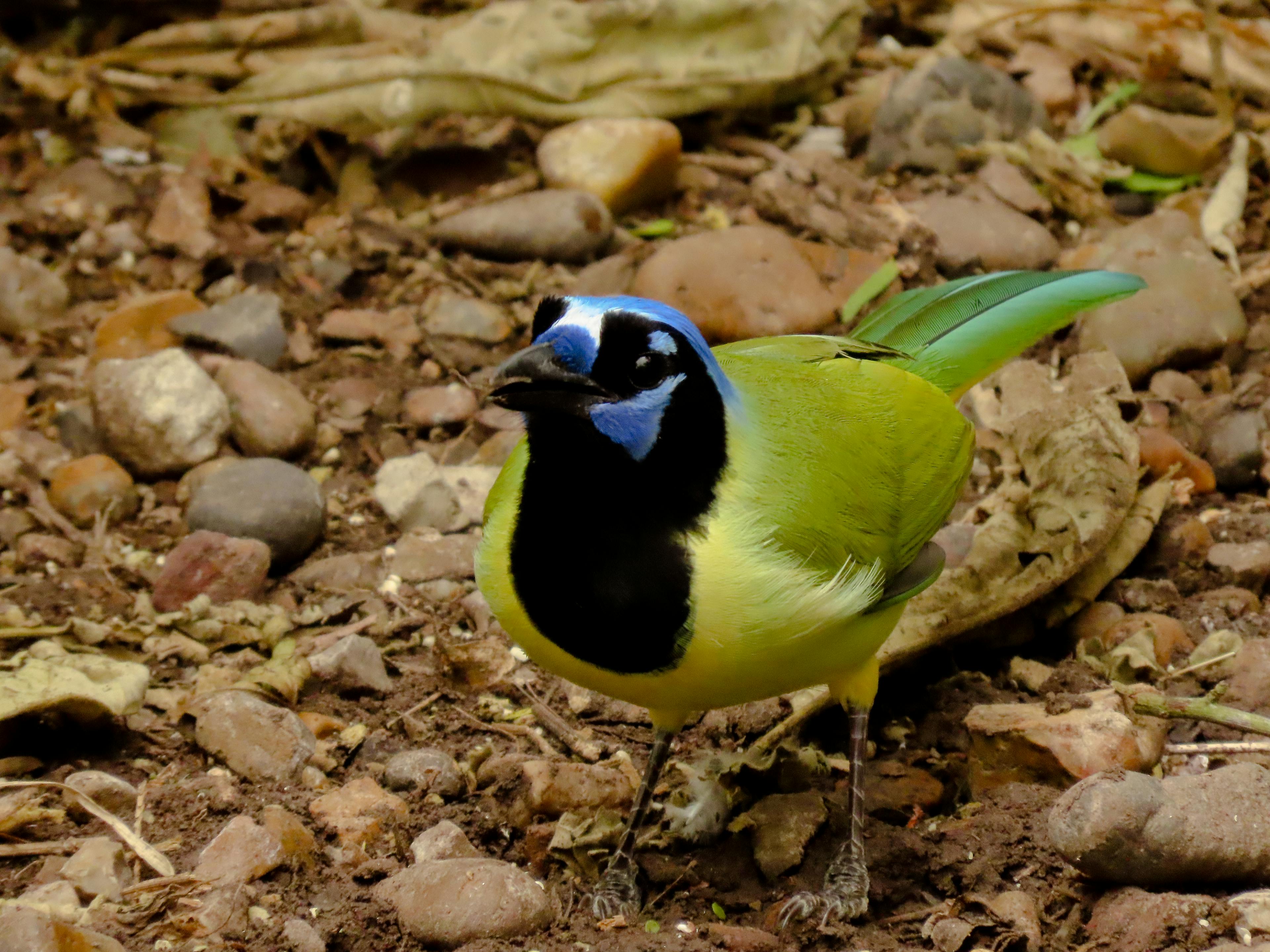 Green Jay in Southern Texas